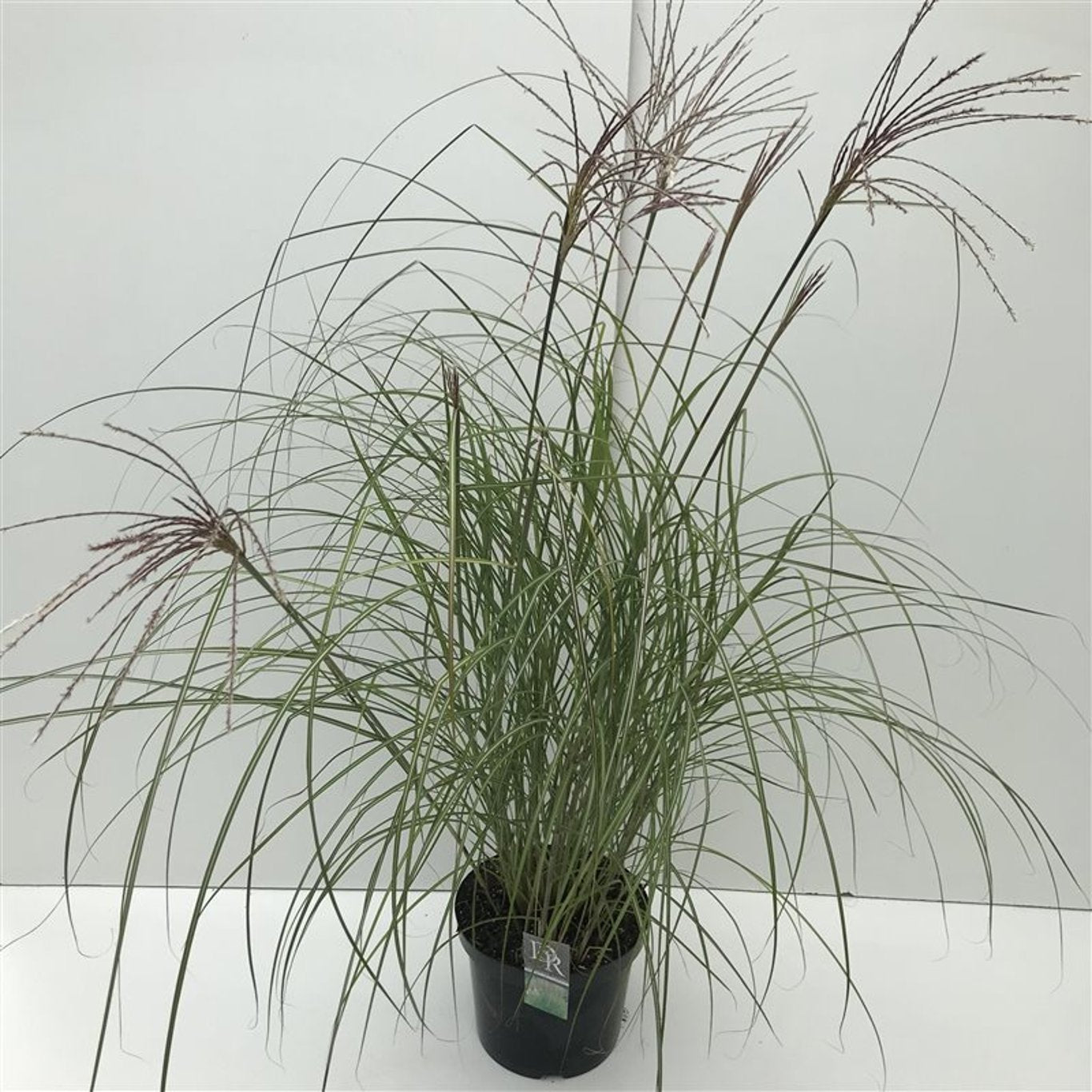 Miscanthus sin. 'Kleine Silbersp.' - C10